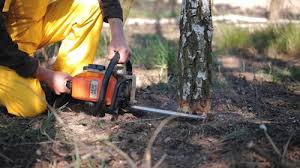  Chaparral, NM Tree Services Pros