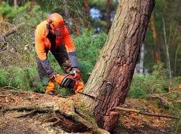 Trusted Chaparral, NM Tree Services Experts