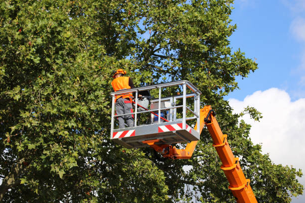 Best Emergency Tree Removal  in Chaparral, NM