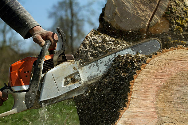 How Our Tree Care Process Works  in  Chaparral, NM